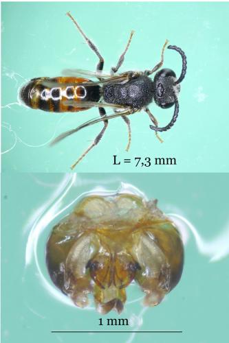 Réf. 240 755 : Sphecodes ephippius
